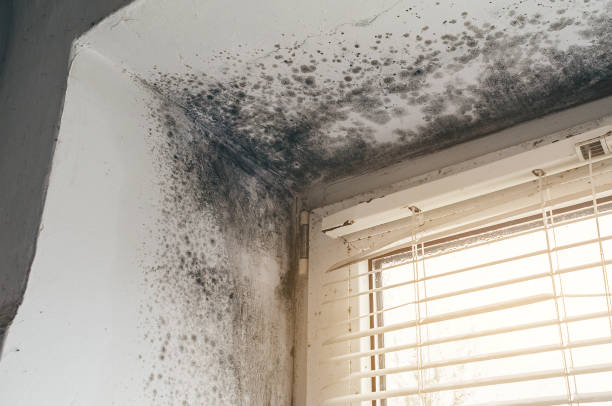 Affordable Hvac And Air Duct Mold Remediation solutions in Fremont, MI